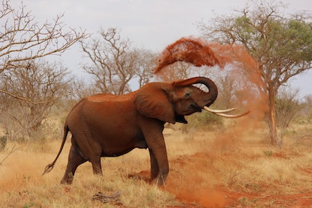 Slon - Afrika